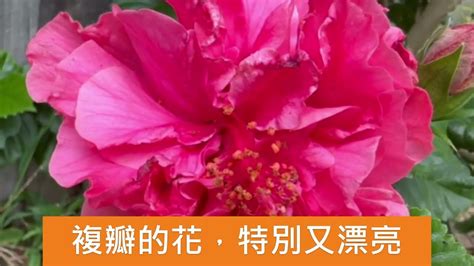 朱槿生長速度|Hibiscus rosa